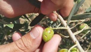 Doluda zarar gören üreticilere bilgi desteği