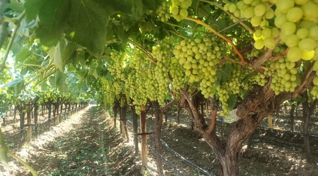 Erkenci sofralık "superior seedless" üzüm kesim tarihi açıklandı