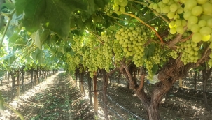 Erkenci sofralık "superior seedless" üzüm kesim tarihi açıklandı