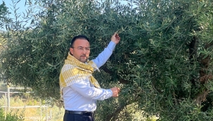 İksir 'zeytinde rekolte düştü fiyatlar artacak'