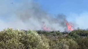 İzmir Çeşme'de orman yangını