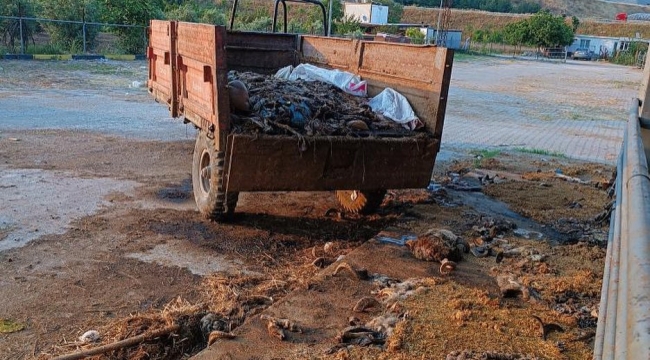 Soma kokmaya başladı