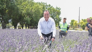 Lavanta hasadına başkan Dutlulu'da katıldı