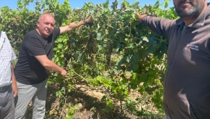 Salihli'de bağlarda "pornos" hastalığı görüldü