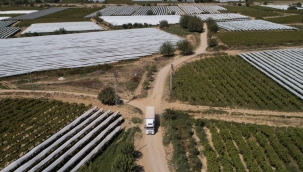 Sarıgöl'de üzüme güneş koruması 