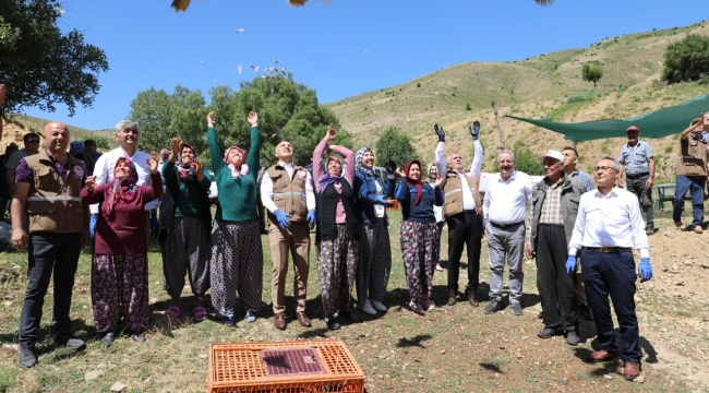 Tarım alanlarını koruyacak çekirge düşmanı keklikler salındı