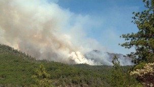 Üç ilde orman yangını çıktı