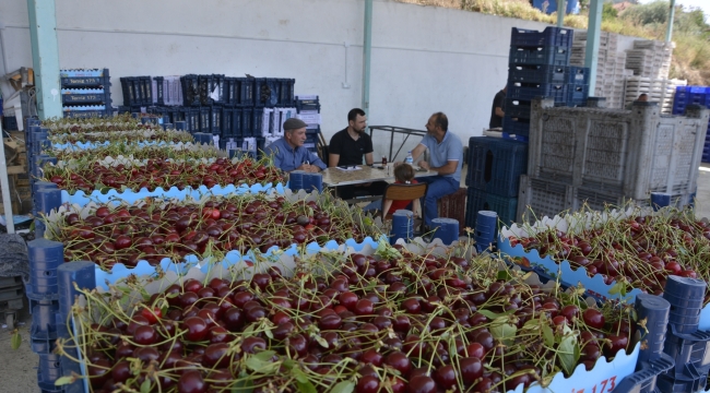 Vişnenin kilosu dalında 25 lira