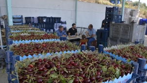 Vişnenin kilosu dalında 25 lira