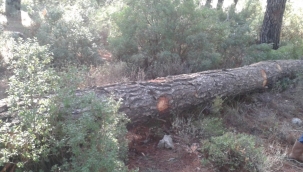 Akbelen'de acımadan 65 bin ağaç kesildi