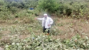 Çiftçi fındık fiyatına kızdı,toplamadan ağaçlarını baltayla kesti