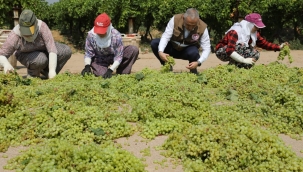 Dünyaca ünlü çekirdeksiz Sultani üzümünde hasat