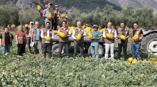 Kırkağaç'da 21.000 ton kavun üretildi