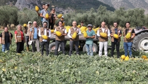 Kırkağaç'da 21.000 ton kavun üretildi