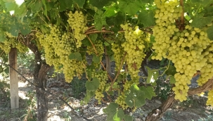 Komisyon tarih belirleyecek