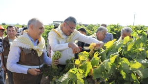 Müdür Öztürk üzüm kesti