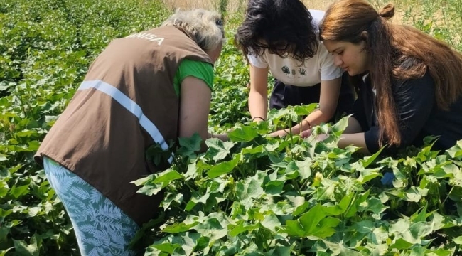 Pamukta hastalık taraması başladı