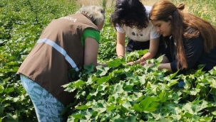 Pamukta hastalık taraması başladı
