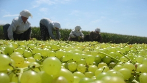 Saruhanlı'da üzümler serildi