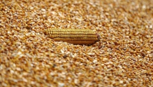 TMO mısır alım fiyatını açıkladı