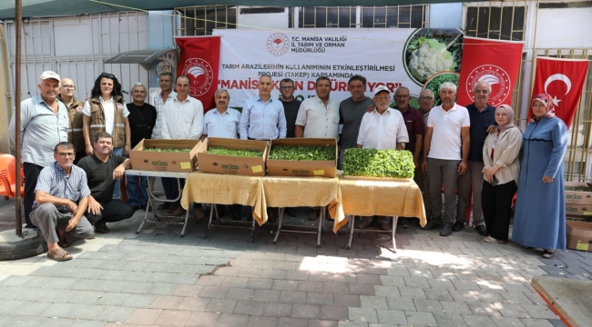 Üreticilere marul fidesi dağıtıldı