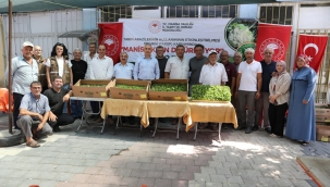 Üreticilere marul fidesi dağıtıldı