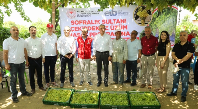 Üzümde hasat için şekerleme oranları bekleniyor