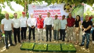 Üzümde hasat için şekerleme oranları bekleniyor