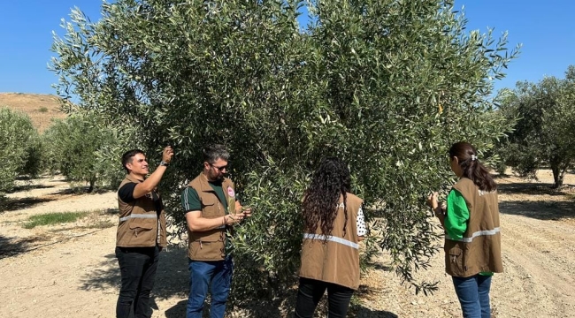 Zeytin bahçelerinde kontroller sürüyor