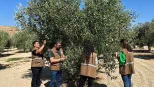 Zeytin bahçelerinde kontroller sürüyor