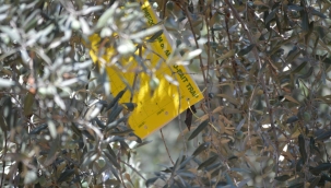 Zeytin sineği tuzak kontrolleri sürüyor