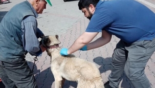 Alınan önlemler sayesinde Manisa'da kuduz vakasına rastlanmadı