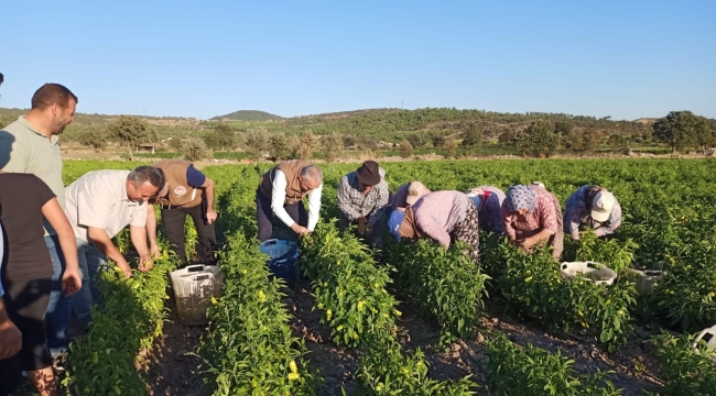 Biber üretiminde sözleşmeli tarıma geçildi