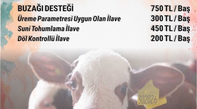 Buzağı desteklemesi şartları açıklandı