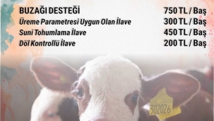 Buzağı desteklemesi şartları açıklandı