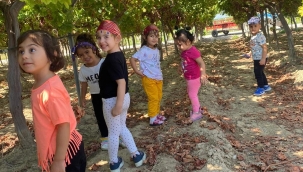 Çocuklar üzüm bağlarını gezdi