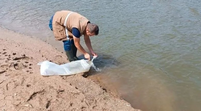 Göletlere 60 bin balık bırakıldı
