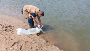 Göletlere 60 bin balık bırakıldı