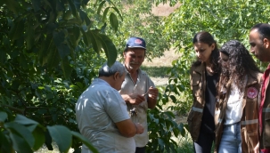 Hasat öncesi hastalık denetimi