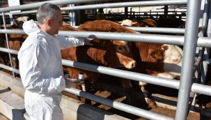 Tüm ilçelerde işletmelerde şap taraması başladı