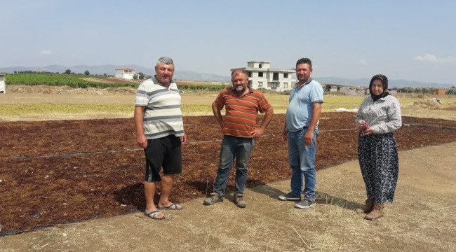 Üzüm üreticisi perişan oldu