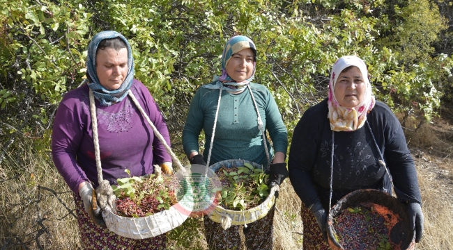 Demirci'de çitlembik hasadı başladı