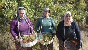 Demirci'de çitlembik hasadı başladı