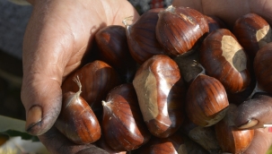 Demirci'de kestane hasadı başladı