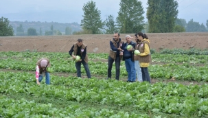 Gördes ve Soma'da üreticilere dağıtılan marul fideleri boy verdi