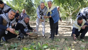 Manisa'da 1.794.812 adet ağaçla ceviz üretimi yapılıyor 