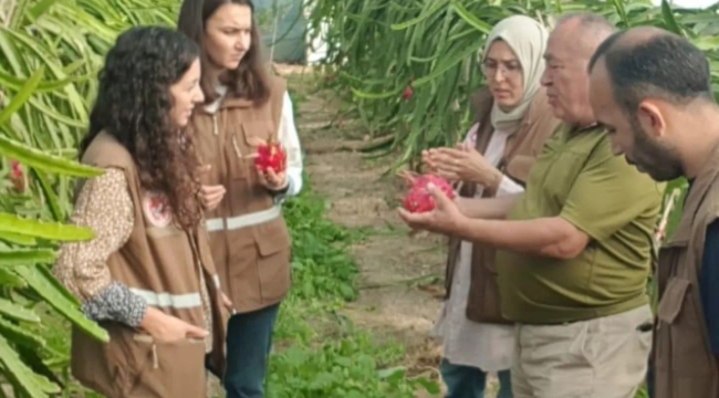 Manisa'da yeni bir gelir kapısı:Ejder meyve yetiştiriciliği