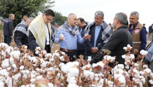 Pamukta hasat dönemi başladı