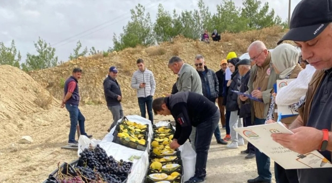 Gördes'te üzüm ve ayva şenliği