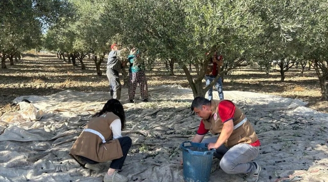 Manisa'da zeytin hasadının yüzde 35'i tamamlandı